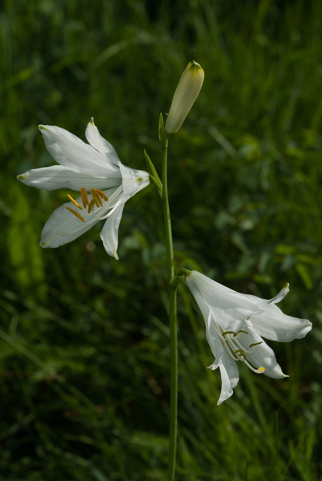 Photo Maurizio Broglio - Paradisea liliastrum